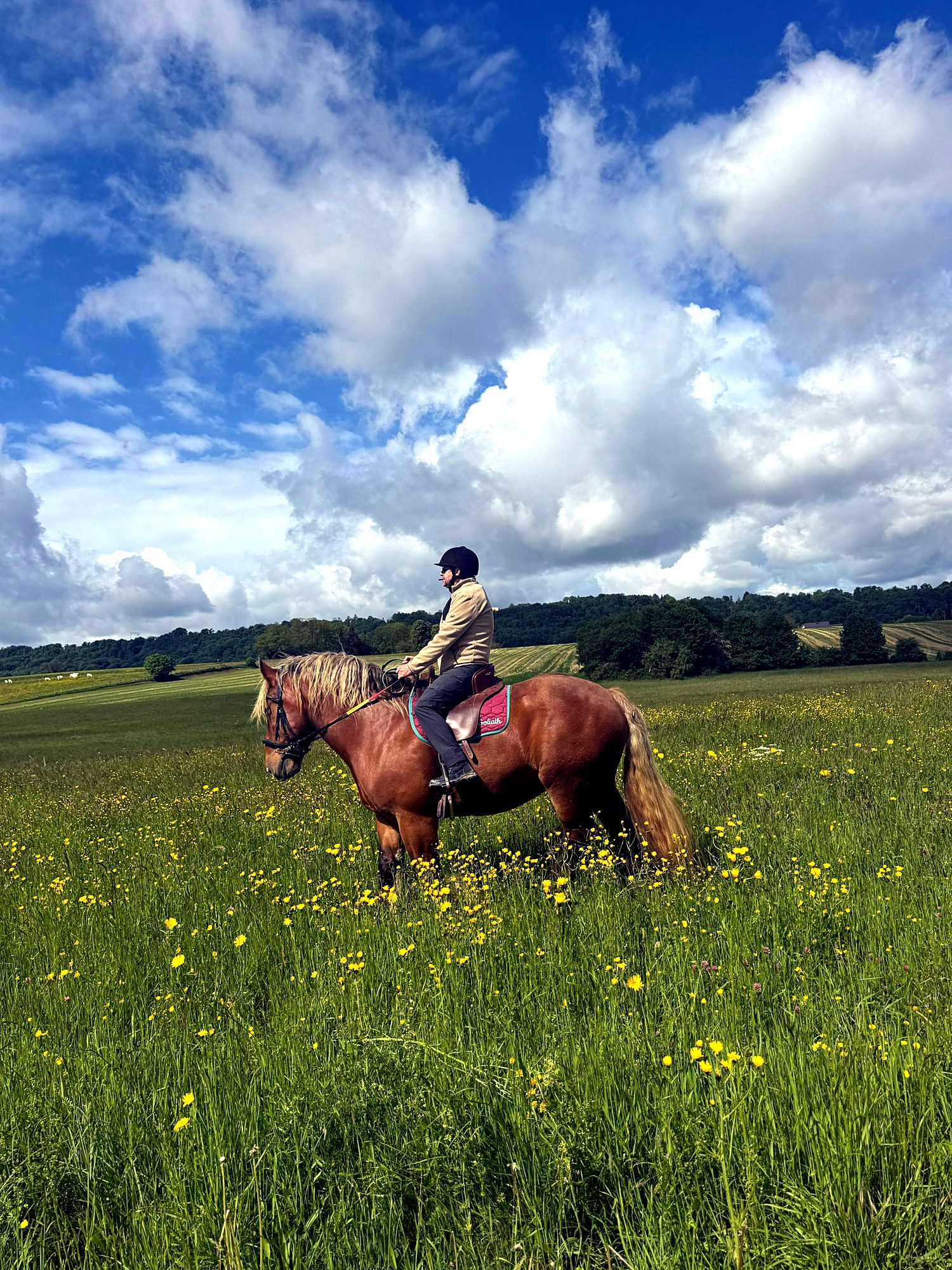 Cheval de loisir serein après un transport de cheval en France