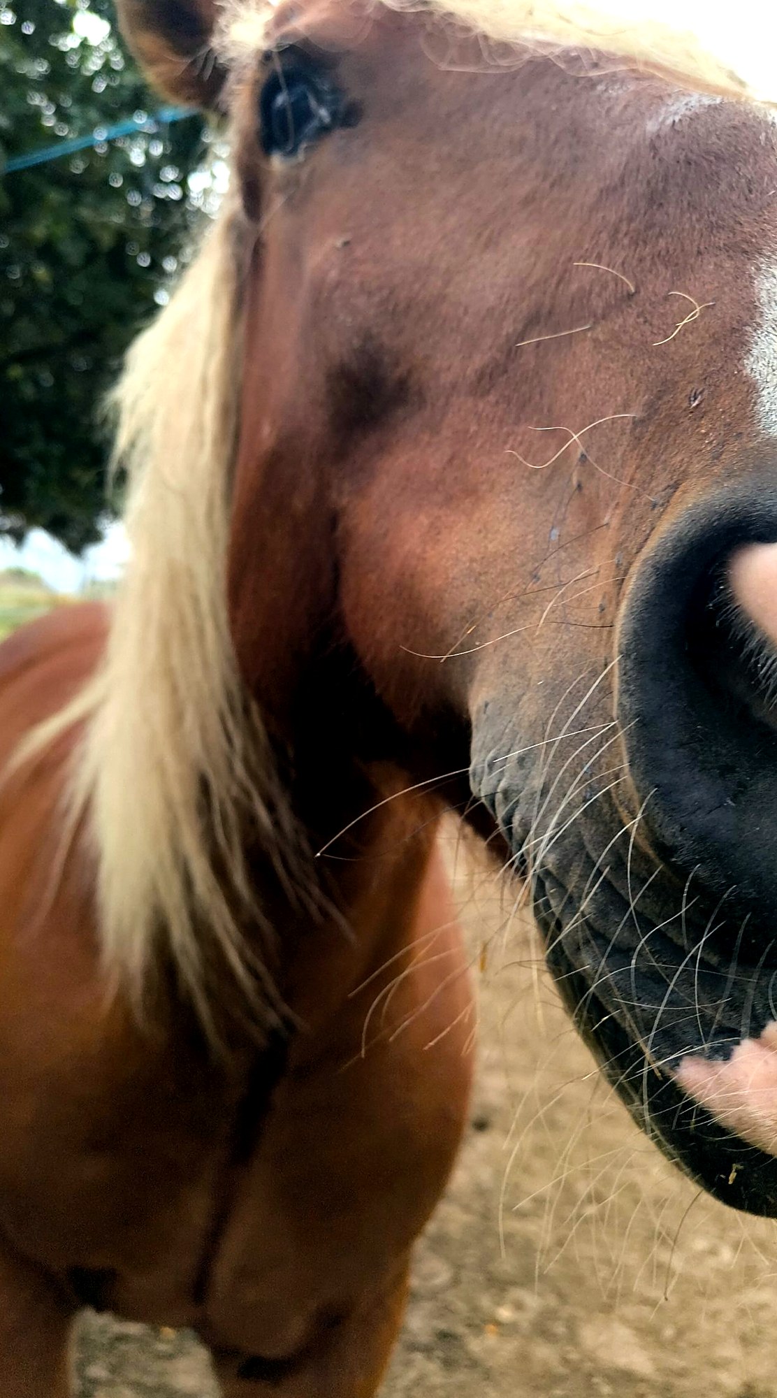 Portrait en plein air d’un cheval alezan aux crins clairs, avec son licol