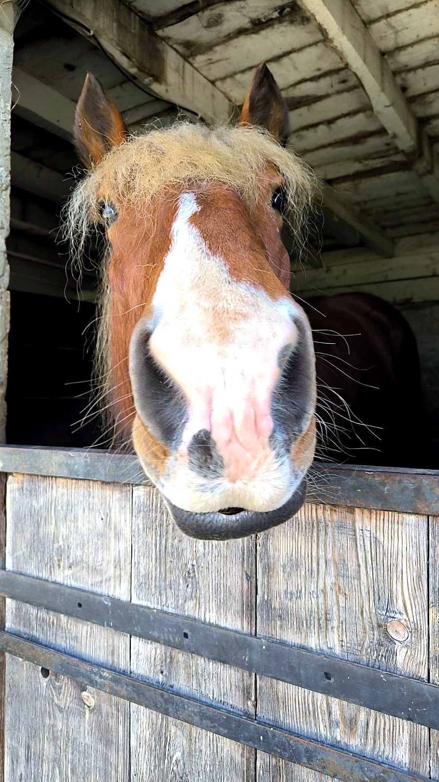 Cheval aux crins clairs passant la tête au-dessus de la porte de son box à l’écurie