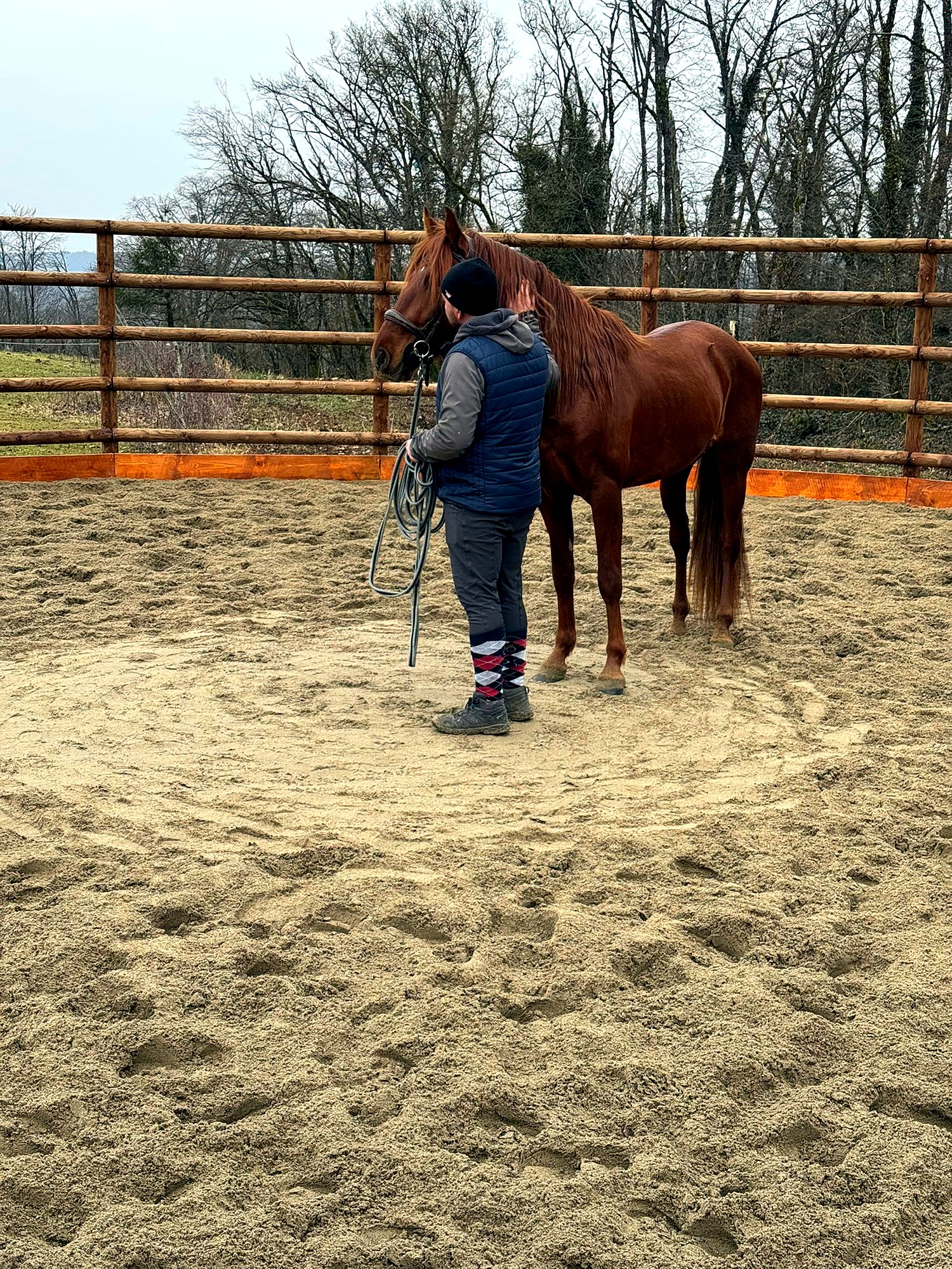 Travail à pied avec un cheval de loisir dans un rond de longe, pour une relation de confiance